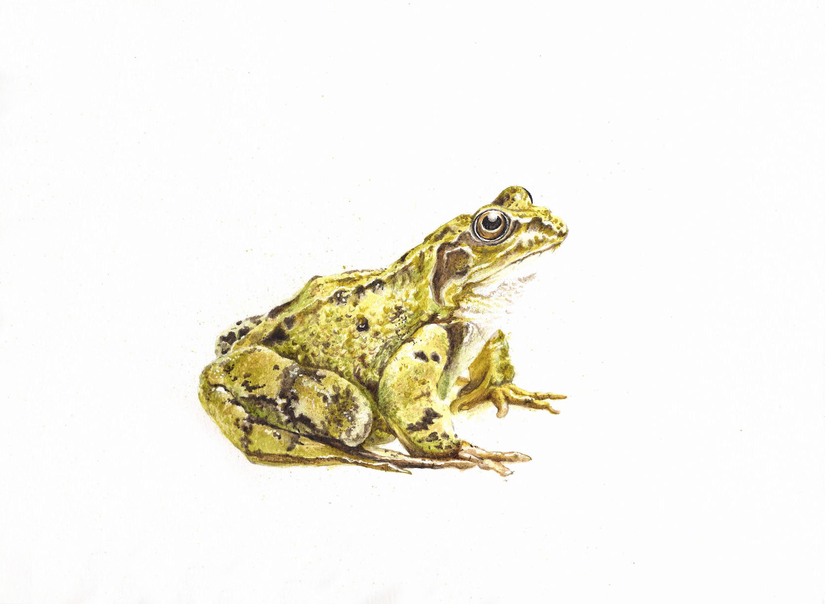 Grenouille verte - ataraxies.com