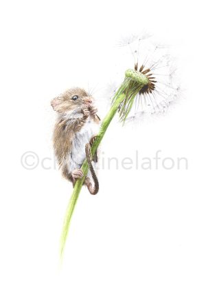 rat des moissons aquarelle naturalisra