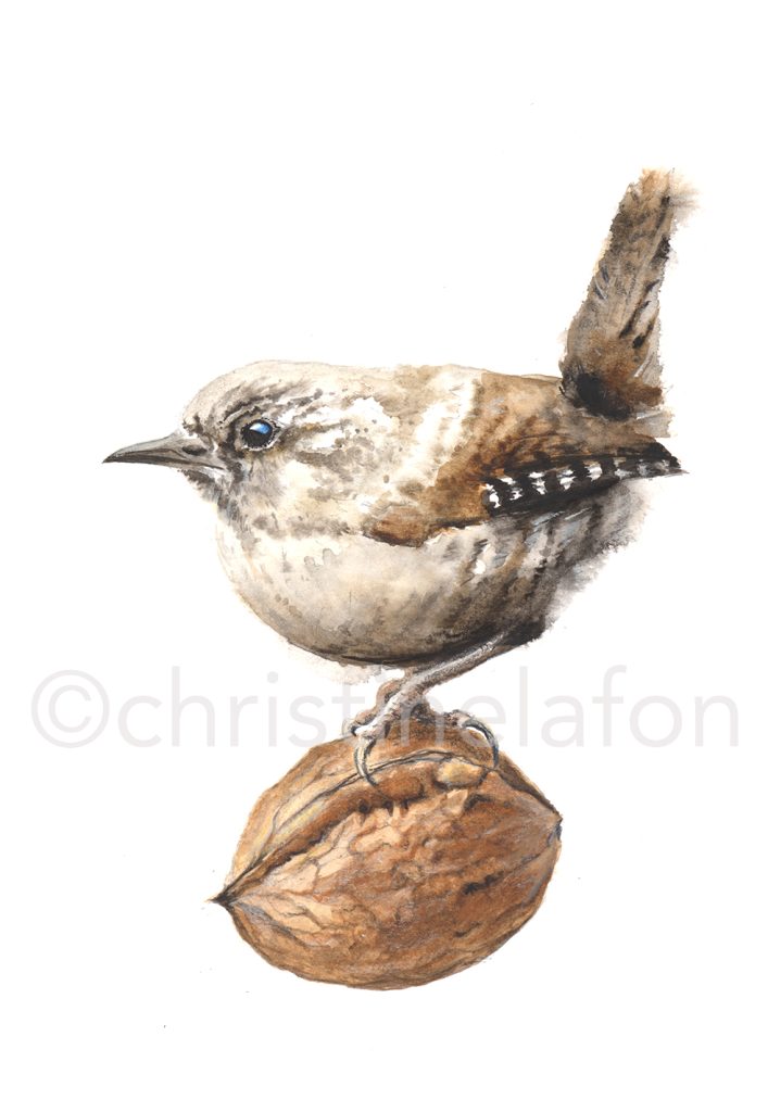 Troglodyte sur noix aquarelle naturaliste