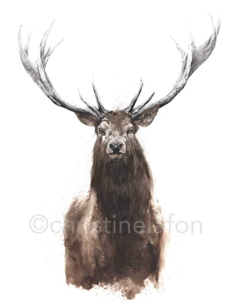 cerf élaphe aquarelle naturaliste