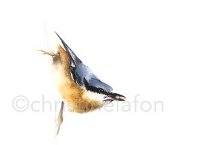 Sittelle torchepot aquarelle naturaliste